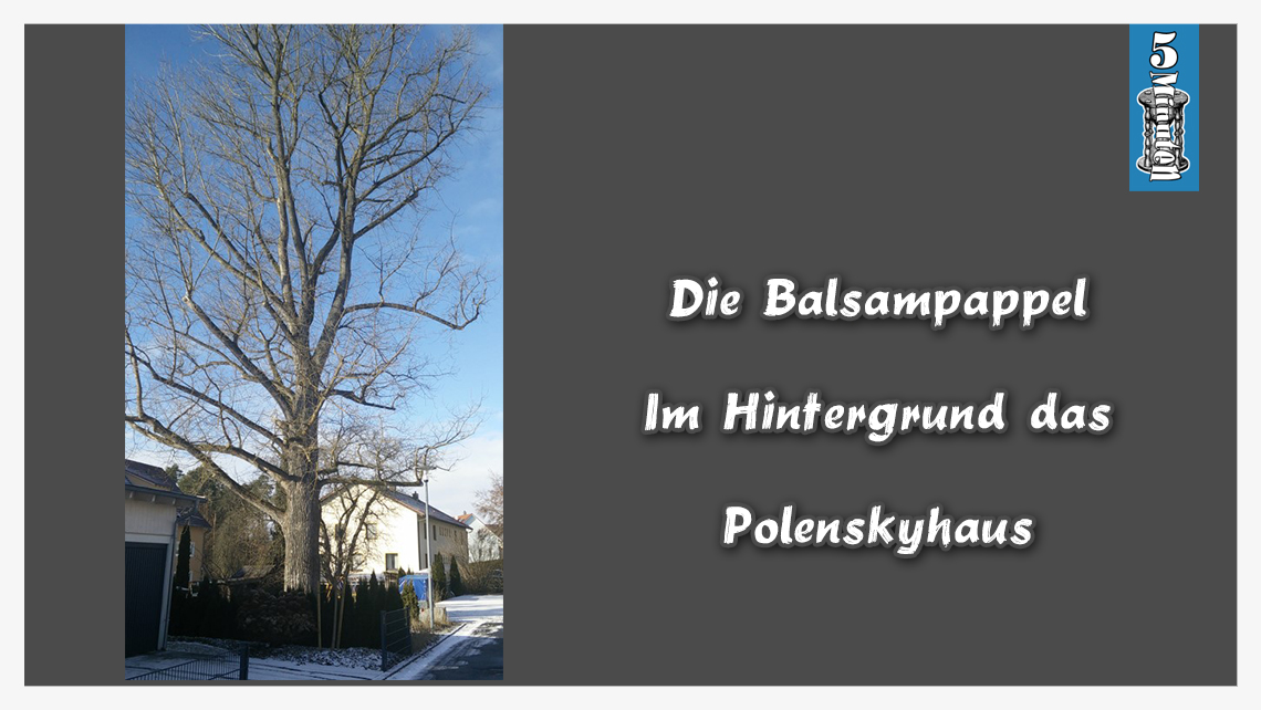 Die Balsampappel-Im Hintergrund das Polenskyhaus